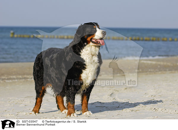 Berner Sennenhund Portrait / Bernese Mountain Dog / SST-03547