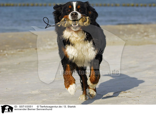 rennender Berner Sennenhund / SST-03551