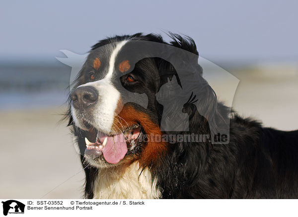 Berner Sennenhund Portrait / SST-03552