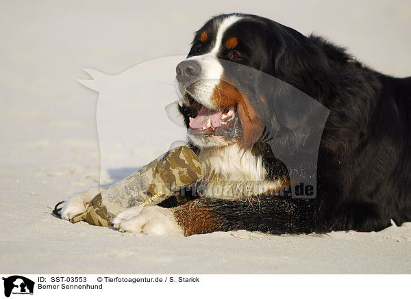 Berner Sennenhund / SST-03553