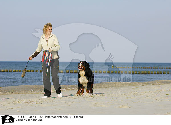 Berner Sennenhund / Bernese Mountain Dog / SST-03561