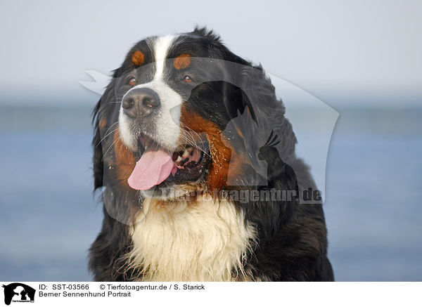 Berner Sennenhund Portrait / SST-03566
