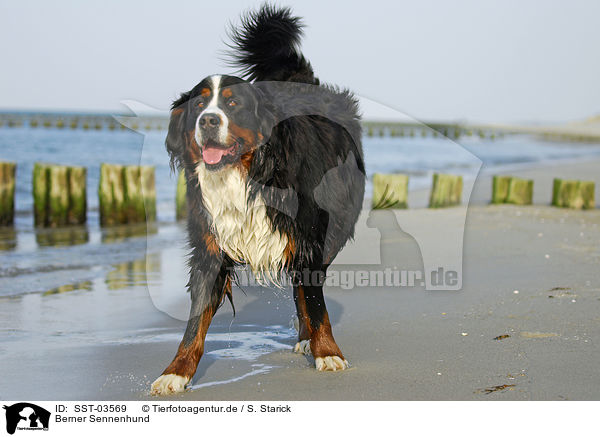 Berner Sennenhund / Bernese Mountain Dog / SST-03569