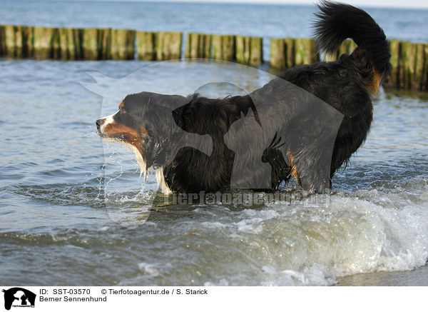 Berner Sennenhund / Bernese Mountain Dog / SST-03570