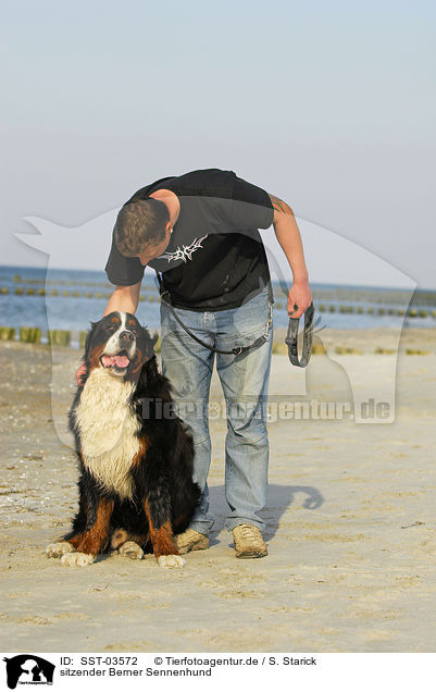 sitzender Berner Sennenhund / sitting Bernese Mountain Dog / SST-03572