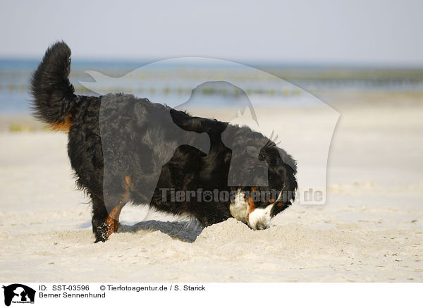 Berner Sennenhund / Bernese Mountain Dog / SST-03596