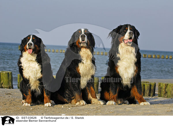 sitzender Berner Sennenhund / sitting Bernese Mountain Dog / SST-03626