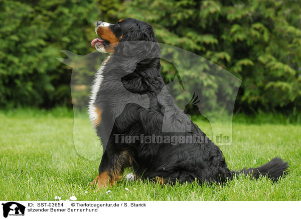 sitzender Berner Sennenhund / sitting Bernese Mountain Dog / SST-03654