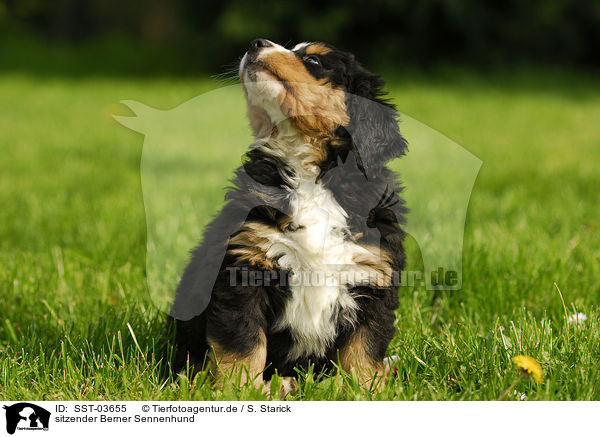 sitzender Berner Sennenhund / sitting Bernese Mountain Dog / SST-03655