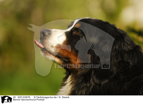 Berner Sennenhund Portrait / Bernese Mountain Dog / SST-03676