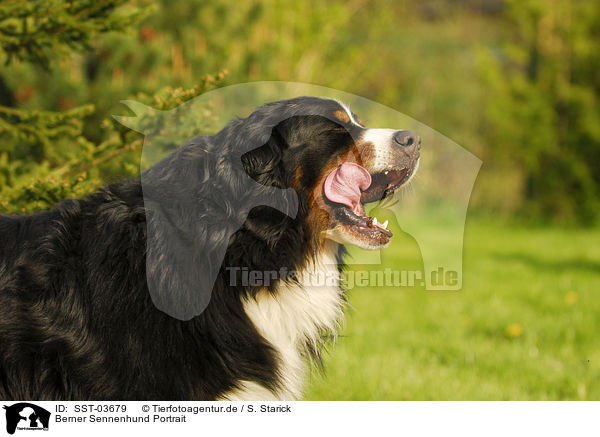 Berner Sennenhund Portrait / Bernese Mountain Dog / SST-03679