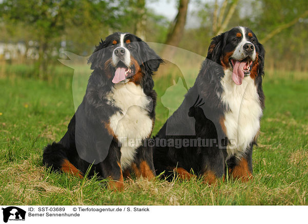 Berner Sennenhunde / Bernese Mountain Dogs / SST-03689