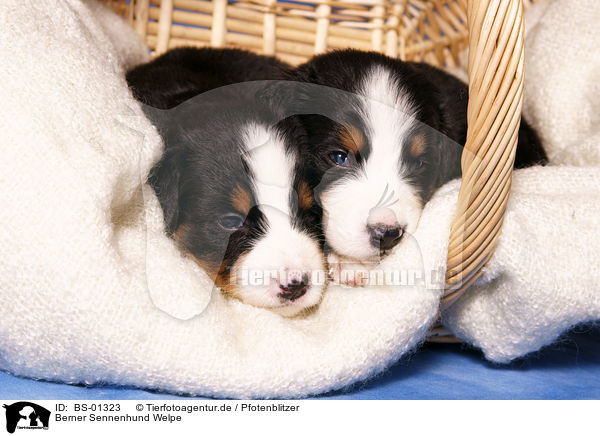 Berner Sennenhund Welpe / Bernese Mountain Dog puppy / BS-01323