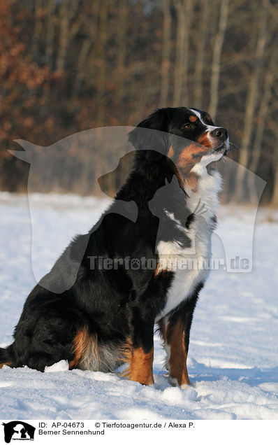 Berner Sennenhund / Bernese Mountain Dog / AP-04673