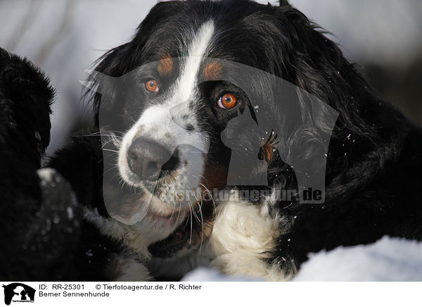 Berner Sennenhunde / Bernese Mountain Dogs / RR-25301