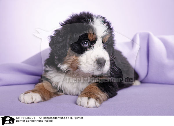 Berner Sennenhund Welpe / Bernese Mountain Dog Puppy / RR-25394