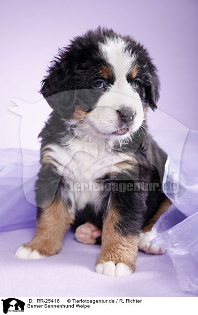 Berner Sennenhund Welpe / Bernese Mountain Dog Puppy / RR-25416