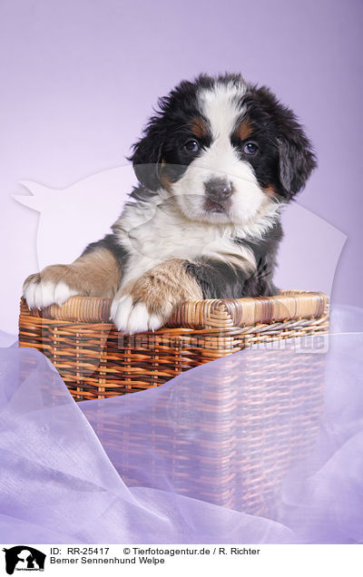 Berner Sennenhund Welpe / Bernese Mountain Dog Puppy / RR-25417