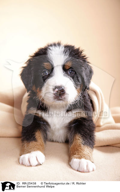 Berner Sennenhund Welpe / Bernese Mountain Dog Puppy / RR-25438