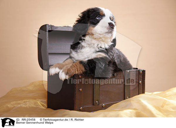 Berner Sennenhund Welpe / Bernese Mountain Dog Puppy / RR-25458