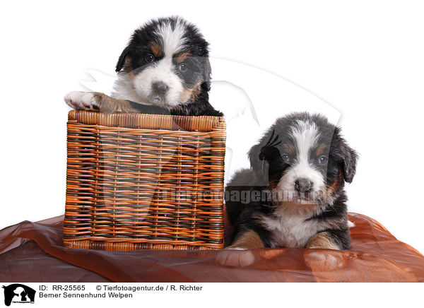 Berner Sennenhund Welpen / Bernese Mountain Dog Puppies / RR-25565