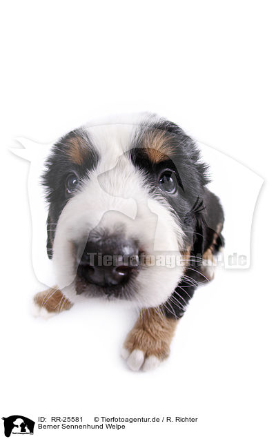 Berner Sennenhund Welpe / Bernese Mountain Dog Puppy / RR-25581