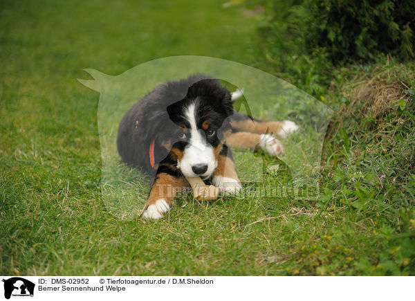 Berner Sennenhund Welpe / Bernese Mountain Dog puppy / DMS-02952