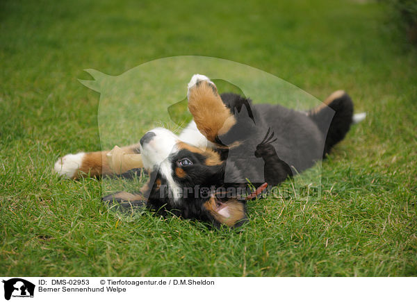 Berner Sennenhund Welpe / Bernese Mountain Dog puppy / DMS-02953