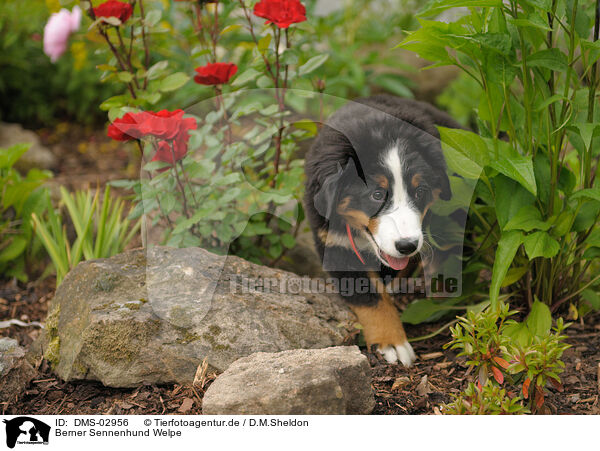 Berner Sennenhund Welpe / Bernese Mountain Dog puppy / DMS-02956
