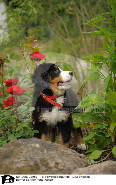 Berner Sennenhund Welpe / Bernese Mountain Dog puppy / DMS-02958