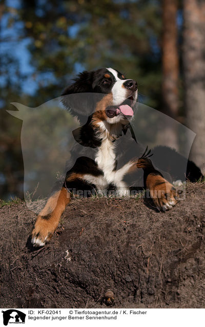 liegender junger Berner Sennenhund / lying young Bernese Mountain Dog / KF-02041