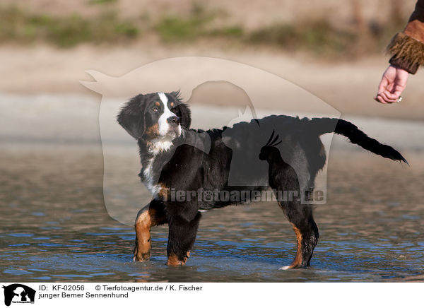 junger Berner Sennenhund / young Bernese Mountain Dog / KF-02056