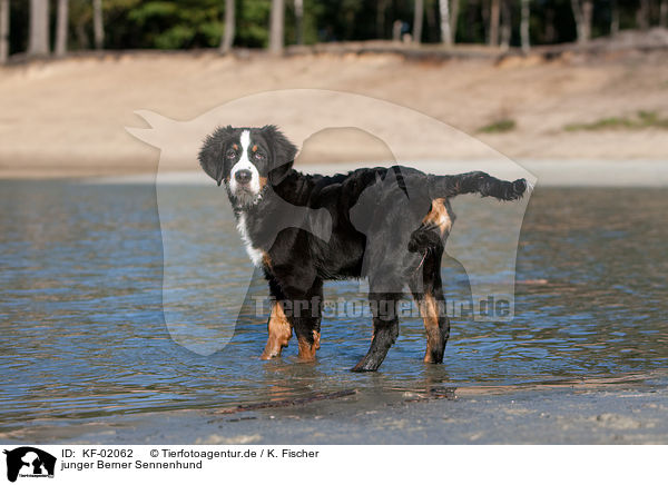 junger Berner Sennenhund / young Bernese Mountain Dog / KF-02062