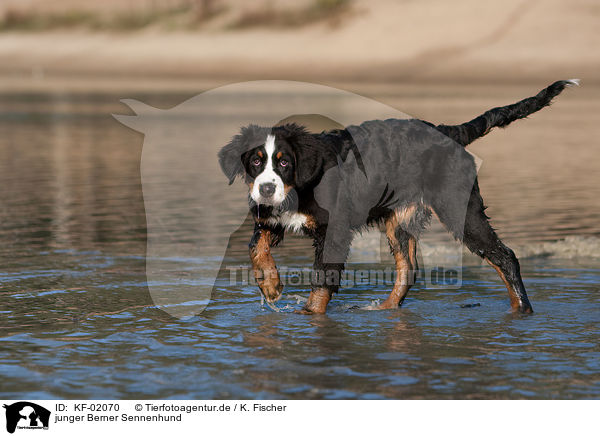 junger Berner Sennenhund / young Bernese Mountain Dog / KF-02070