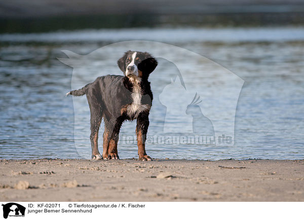 junger Berner Sennenhund / young Bernese Mountain Dog / KF-02071