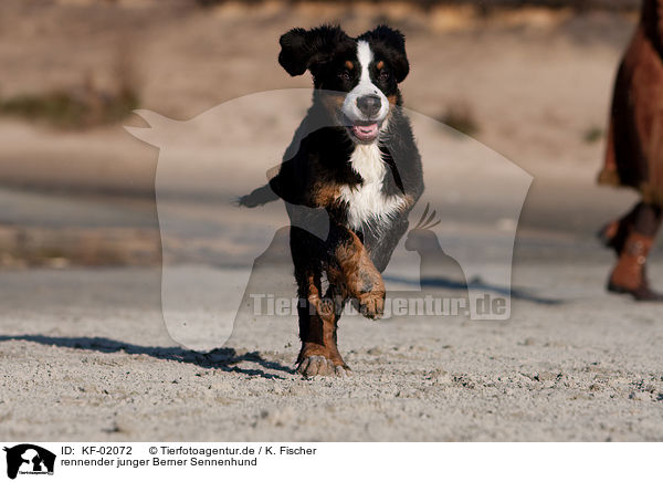 rennender junger Berner Sennenhund / running young Bernese Mountain Dog / KF-02072