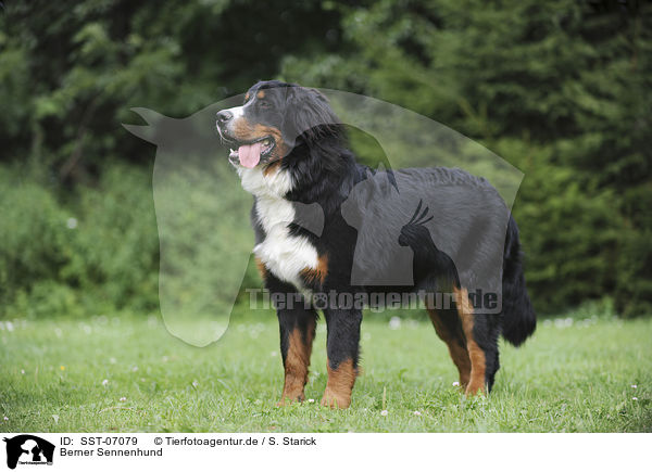 Berner Sennenhund / Bernese Mountain Dog / SST-07079