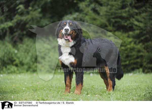 Berner Sennenhund / Bernese Mountain Dog / SST-07080