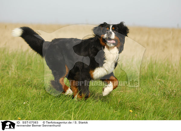 rennender Berner Sennenhund / running Bernese Mountain Dog / SST-07083