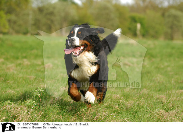 rennender Berner Sennenhund / running Bernese Mountain Dog / SST-07088