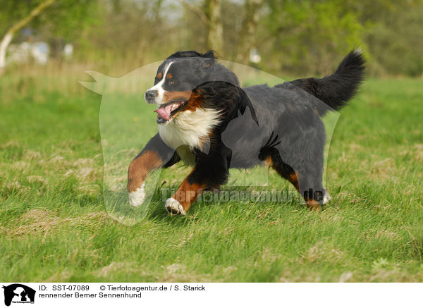 rennender Berner Sennenhund / running Bernese Mountain Dog / SST-07089