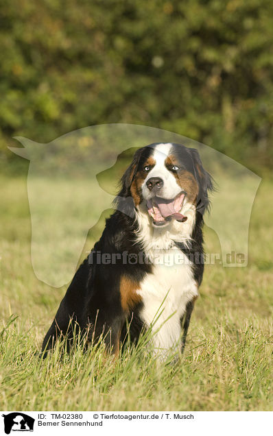 Berner Sennenhund / Bernese Mountain Dog / TM-02380
