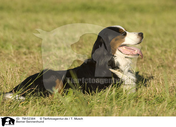Berner Sennenhund / Bernese Mountain Dog / TM-02384
