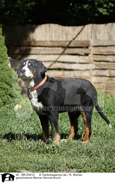 geschorener Berner Sennenhund / shorn Bernese Mountain Dog / RR-35912
