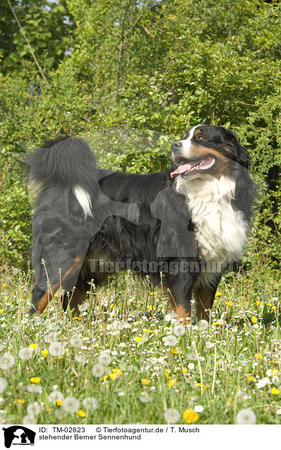 stehender Berner Sennenhund / standing Bernese Mountain Dog / TM-02623