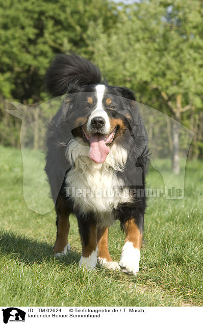 laufender Berner Sennenhund / walking Bernese Mountain Dog / TM-02624