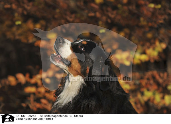 Berner Sennenhund Portrait / Bernese Mountain Dog Portrait / SST-09253