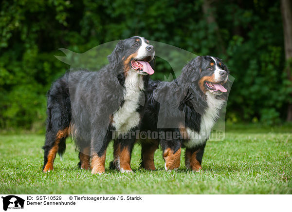 Berner Sennenhunde / Bernese Mountain Dogs / SST-10529