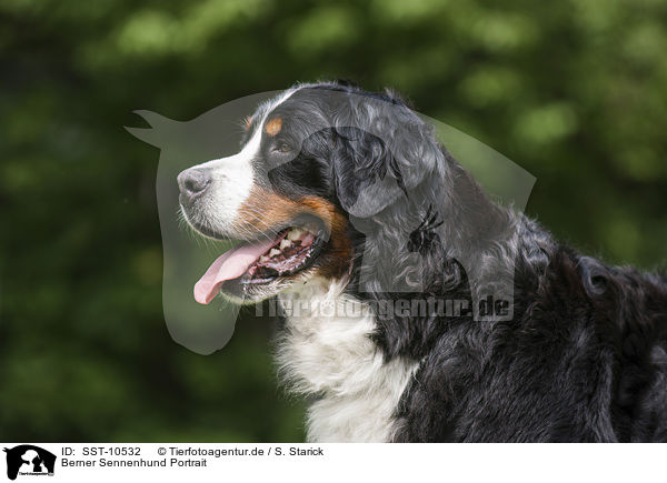 Berner Sennenhund Portrait / Bernese Mountain Dog portrait / SST-10532