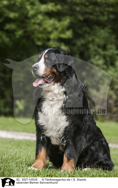 sitzender Berner Sennenhund / sitting Bernese Mountain Dog / SST-10535